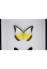 Nature Deco Appias Lyncida and Graphium Doson in luxury 3D frame 20,3 x 15,3cm