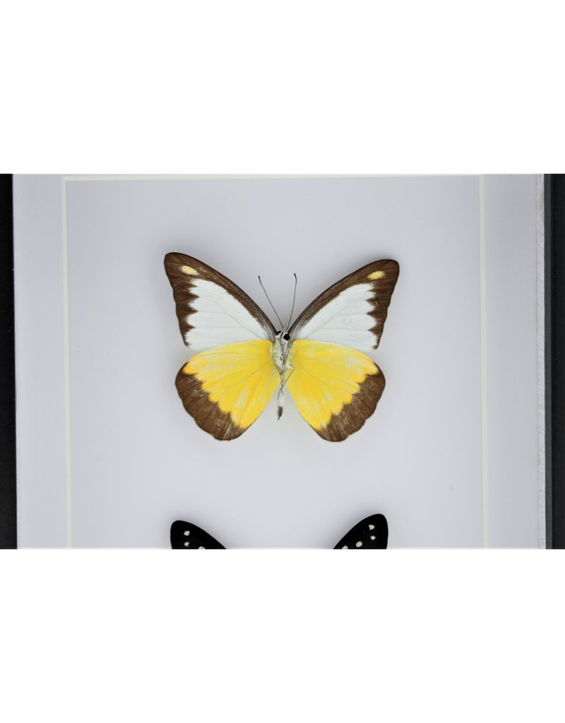 Nature Deco Appias Lyncida and Graphium Doson in luxury 3D frame 20,3 x 15,3cm