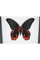 Nature Deco Papilio Rumanzovia in luxe 3D lijst 17 x 17cm