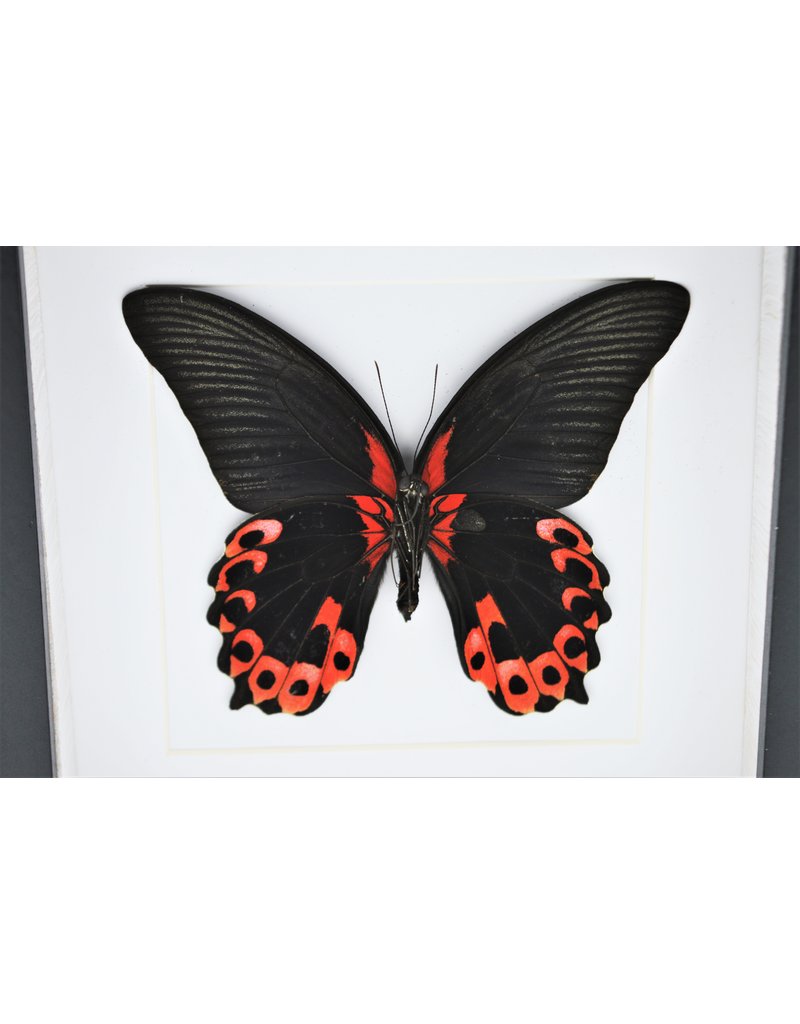 Nature Deco Papilio Rumanzovia in luxe 3D lijst 17 x 17cm