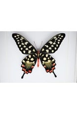 Nature Deco Papilio Antenor in luxury 3D frame 22 x 22cm