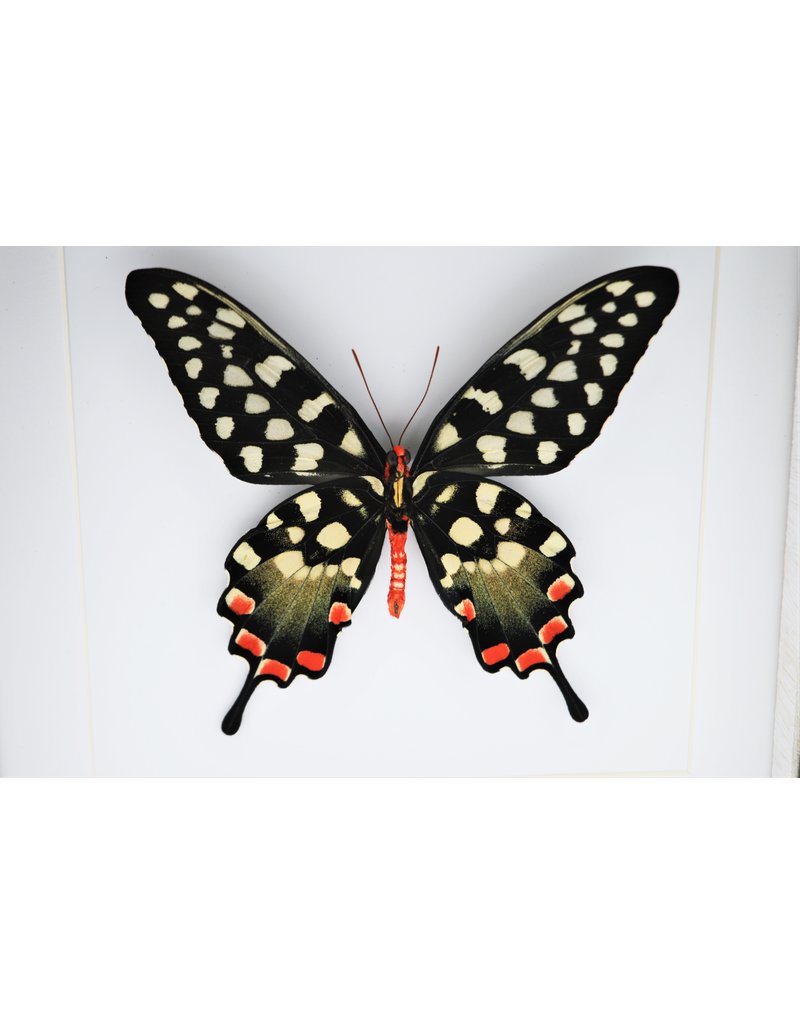 Nature Deco Papilio Antenor in luxe 3D lijst 22 x 22cm