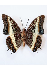 . Unmounted Charaxes Brutus