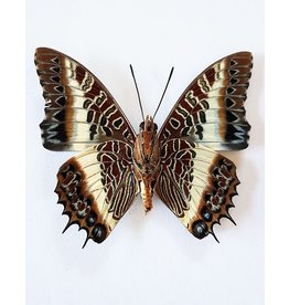 . Ongeprepareerde Charaxes Brutus