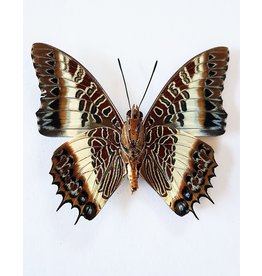 . Unmounted Charaxes Brutus