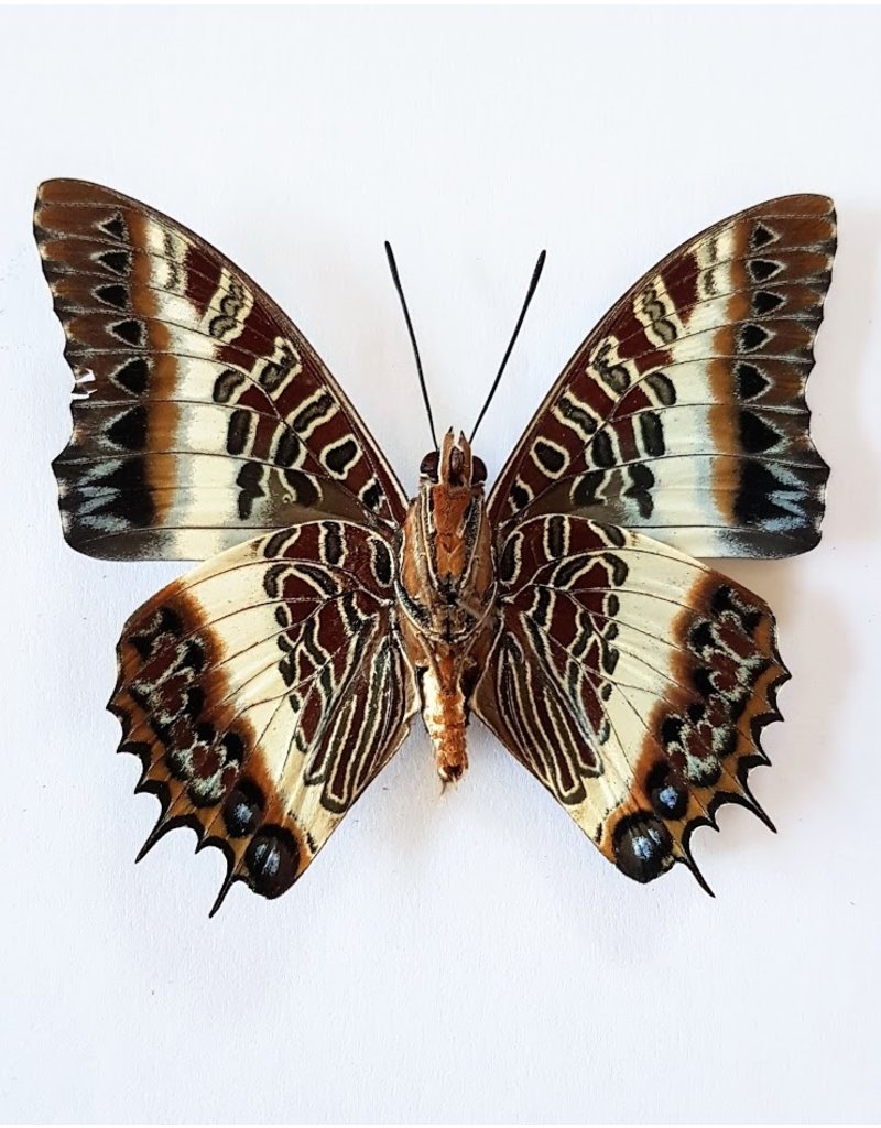 . Ongeprepareerde Charaxes Brutus