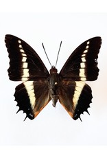 . Ongeprepareerde Charaxes Brutus