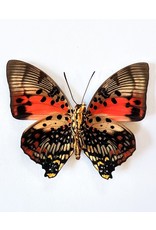 . Ongeprepareerde Charaxes Zingha