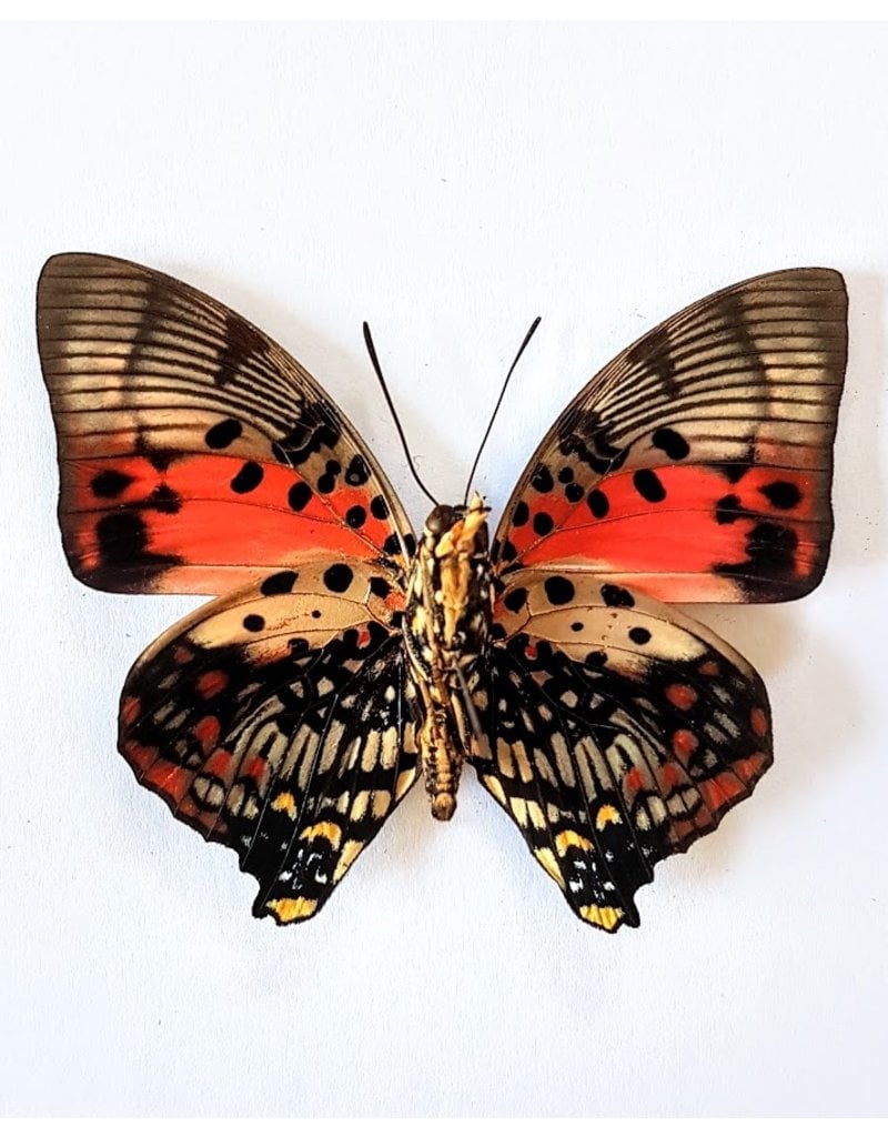 . Unmounted Charaxes Zingha