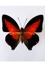 . Unmounted Charaxes Zingha