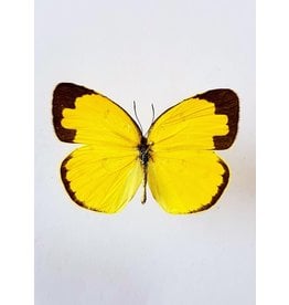 . Unmounted Eurema Hecabe