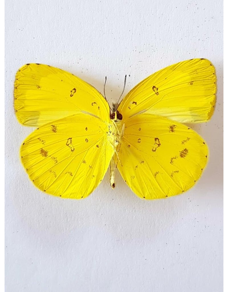 . Ongeprepareerde Eurema Hecabe