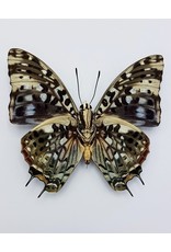 . Unmounted Charaxes Etesipe