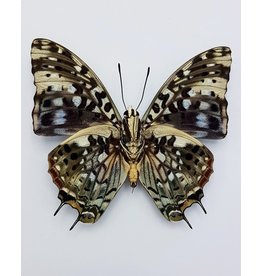 . Unmounted Charaxes Etesipe