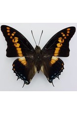 . Ongeprepareerde Charaxes Castor