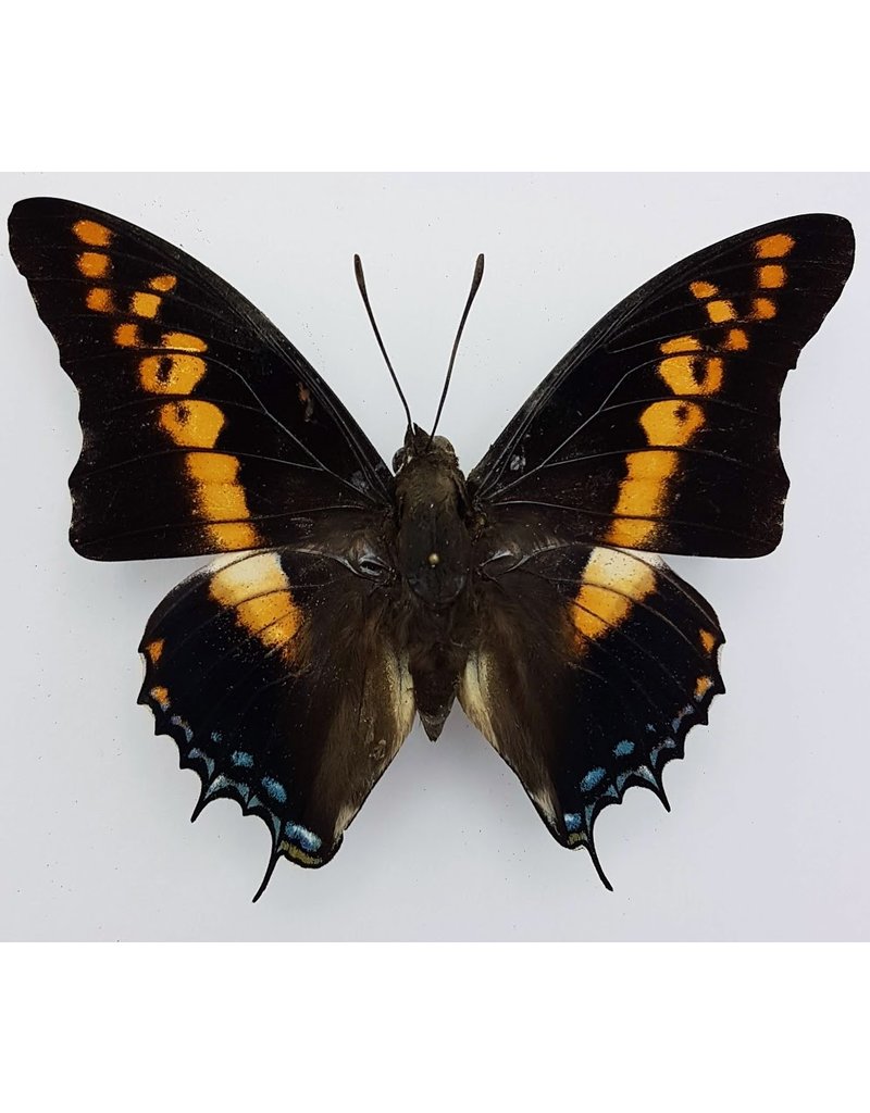 . Unmounted Charaxes Castor