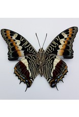 . Ongeprepareerde Charaxes Castor