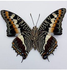 . Ongeprepareerde Charaxes Castor