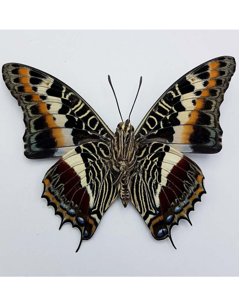 . Unmounted Charaxes Castor