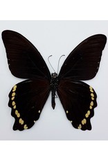 . Ongeprepareerde Papilio Nireus