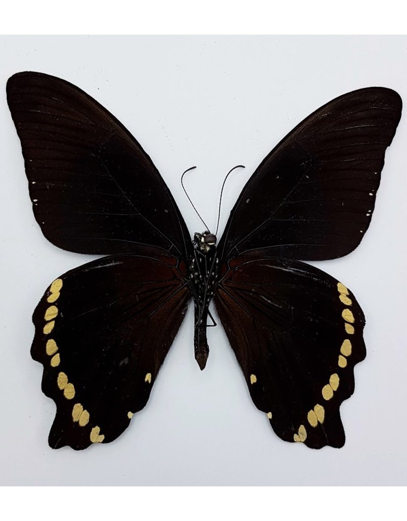 . Unmounted Papilio Nireus