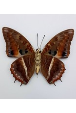 . Ongeprepareerde Charaxes Cynthia