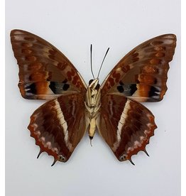 . Ongeprepareerde Charaxes Cynthia