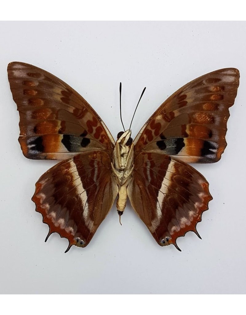 . Unmounted Charaxes Cynthia