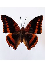 . Unmounted Charaxes Lucretius