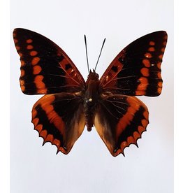 . Ongeprepareerde Charaxes Lucretius