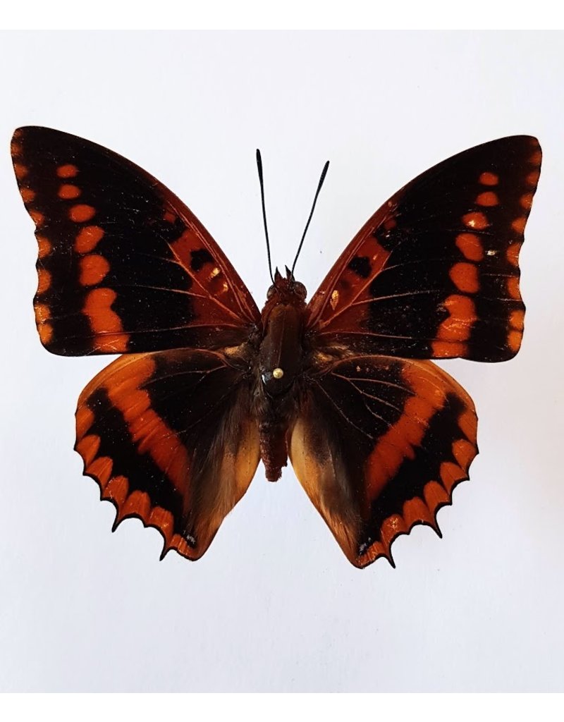 . Unmounted Charaxes Lucretius