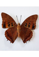 . Unmounted Charaxes Lucretius