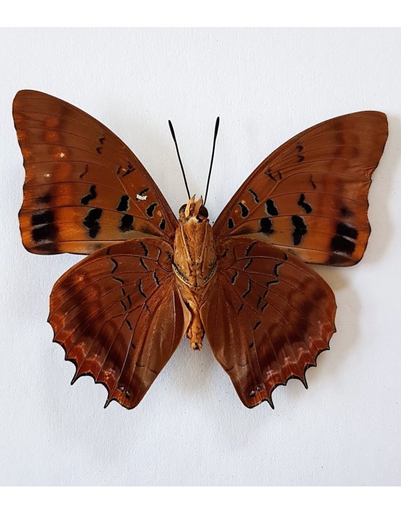 . Unmounted Charaxes Lucretius