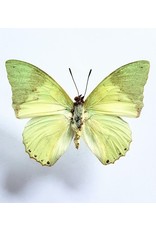 . Unmounted Charaxes Eupale