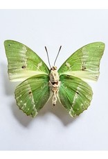 . Unmounted Charaxes Eupale