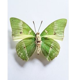 . Unmounted Charaxes Eupale