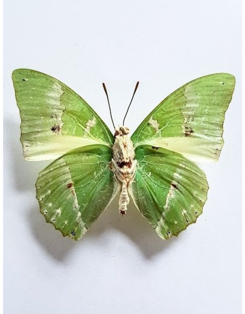 . Unmounted Charaxes Eupale