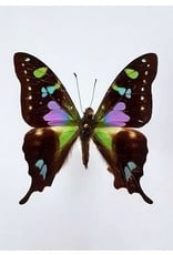 . Unmounted Graphium Weiskei