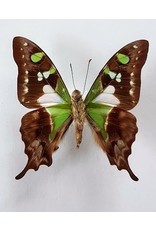 . Unmounted Graphium Weiskei