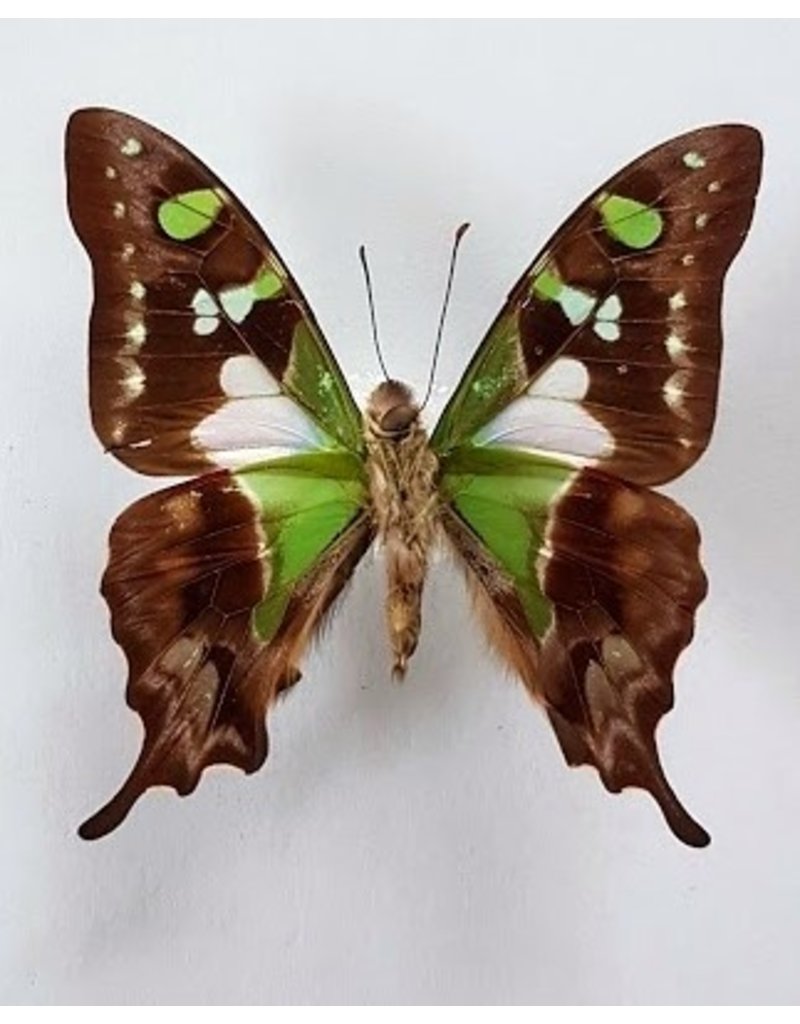 . Unmounted Graphium Weiskei