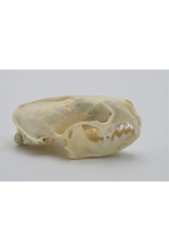 . Mink skull B grade