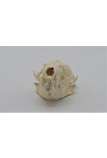 . Mink skull B grade