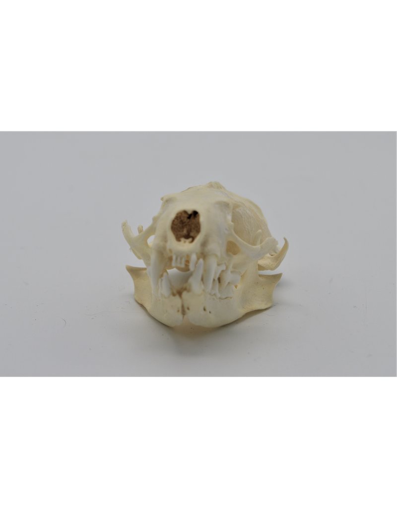 . Mink skull B grade