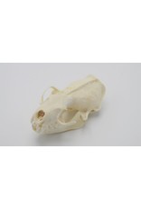 . Mink skull B grade