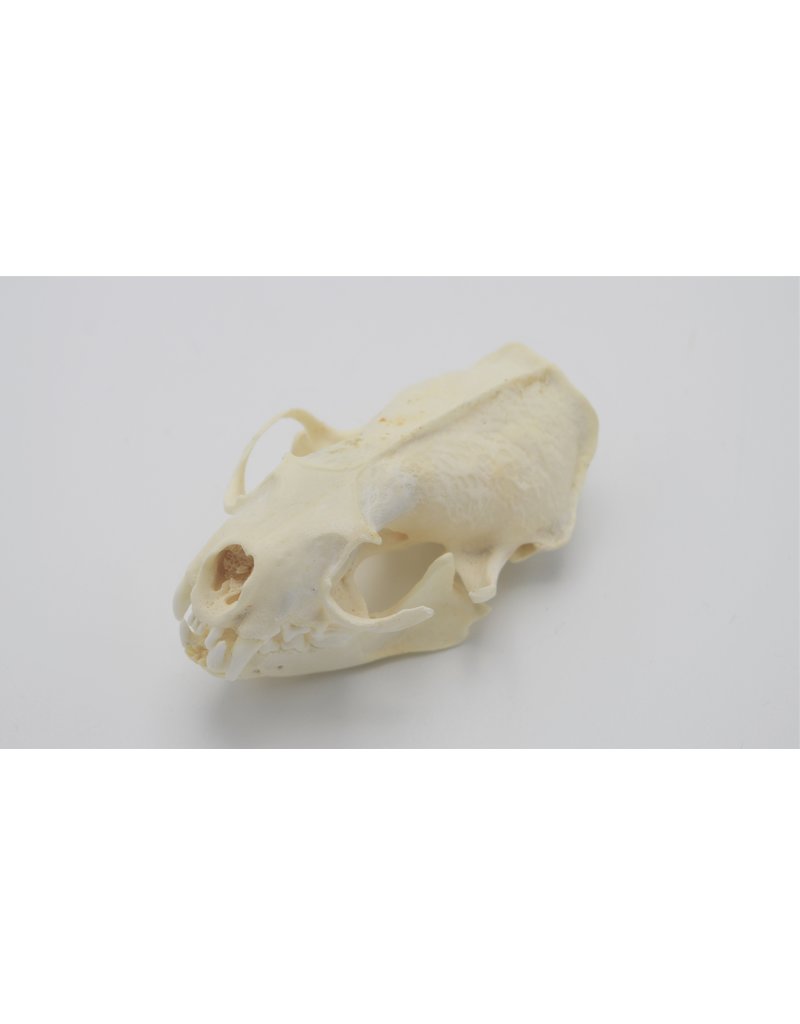 . Mink skull B grade