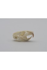 . Rat skull