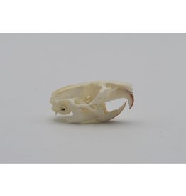 . Rat skull