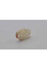 . Rat skull