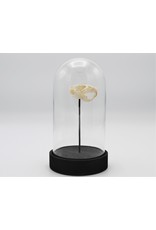 Nature Deco Rat skull in a glass dome