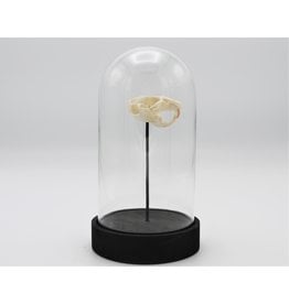 Nature Deco Rat skull in a glass dome